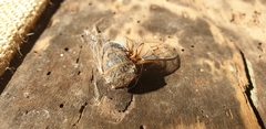Tettigades