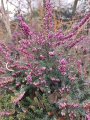 Erica carnea