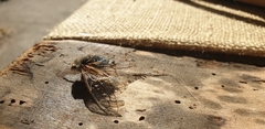 Tettigades