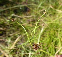 Isolepis costata