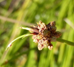Isolepis costata