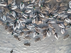 Anas platyrhynchos