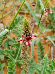 Indigofera daleoides image