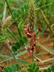 Indigofera daleoides image