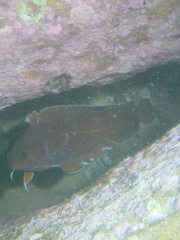 Lotella rhacina