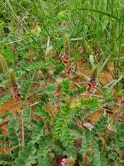 Indigofera daleoides image