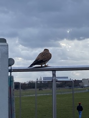 Falco tinnunculus