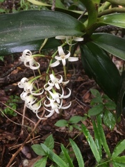 Cyrtorchis arcuata