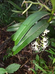 Cyrtorchis arcuata