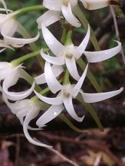 Cyrtorchis arcuata