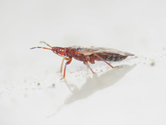 Anthocoris minki minki