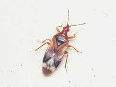 Anthocoris minki minki