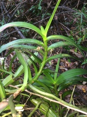 Cyrtorchis arcuata