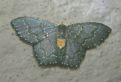 Metallochlora grisea