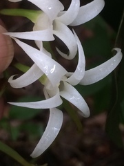 Cyrtorchis arcuata