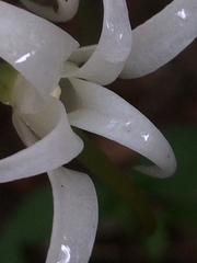 Cyrtorchis arcuata