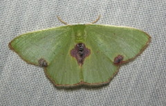 Lophorrhachia rubricorpus