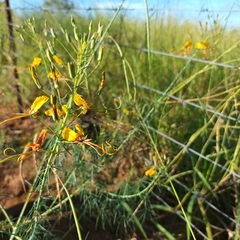 Cleome angustifolia