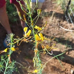 Cleome angustifolia