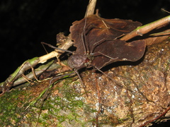 Neosadocus robustus