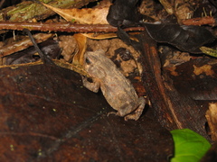 Rhinella ornata