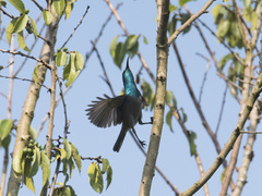 Cyanomitra verticalis