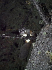 Petaurista leucogenys