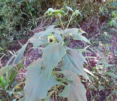 Smallanthus connatus