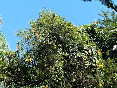 Adenocalymma marginatum