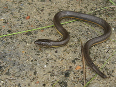 Helicops carinicaudus