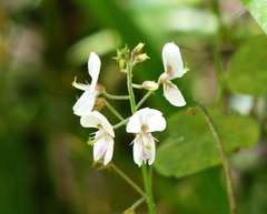 Desmodium affine
