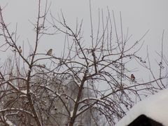 Coccothraustes coccothraustes