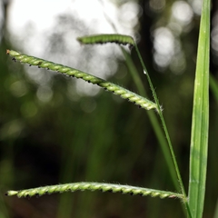Urochloa eminii