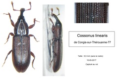 Cossonus linearis