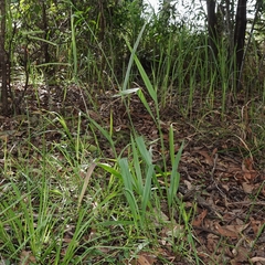 Urochloa eminii