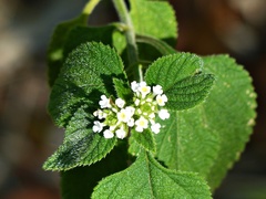 Lippia lippioides