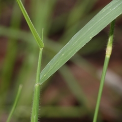 Urochloa eminii