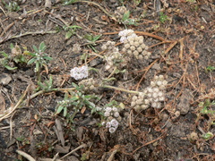 Helichrysum candolleanum