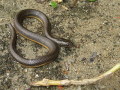 Helicops carinicaudus