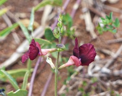 Macroptilium erythroloma