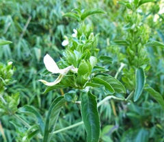 Poikilacanthus glandulosus