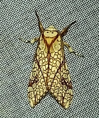 Lophocampa propinqua