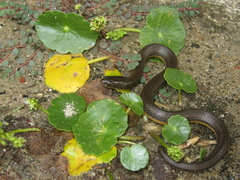 Helicops carinicaudus