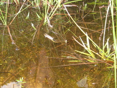 Helicops carinicaudus