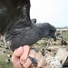 Tristram's Storm-Petrel - Photo (c) Duncan, some rights reserved (CC BY-SA)