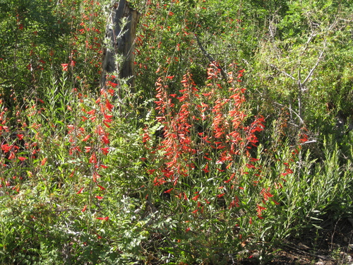 Nankoweap Trail #57