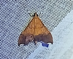 Pyrausta bicoloralis