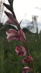 Gladiolus crassifolius
