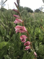 Gladiolus crassifolius