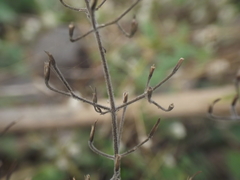 Dicliptera paniculata